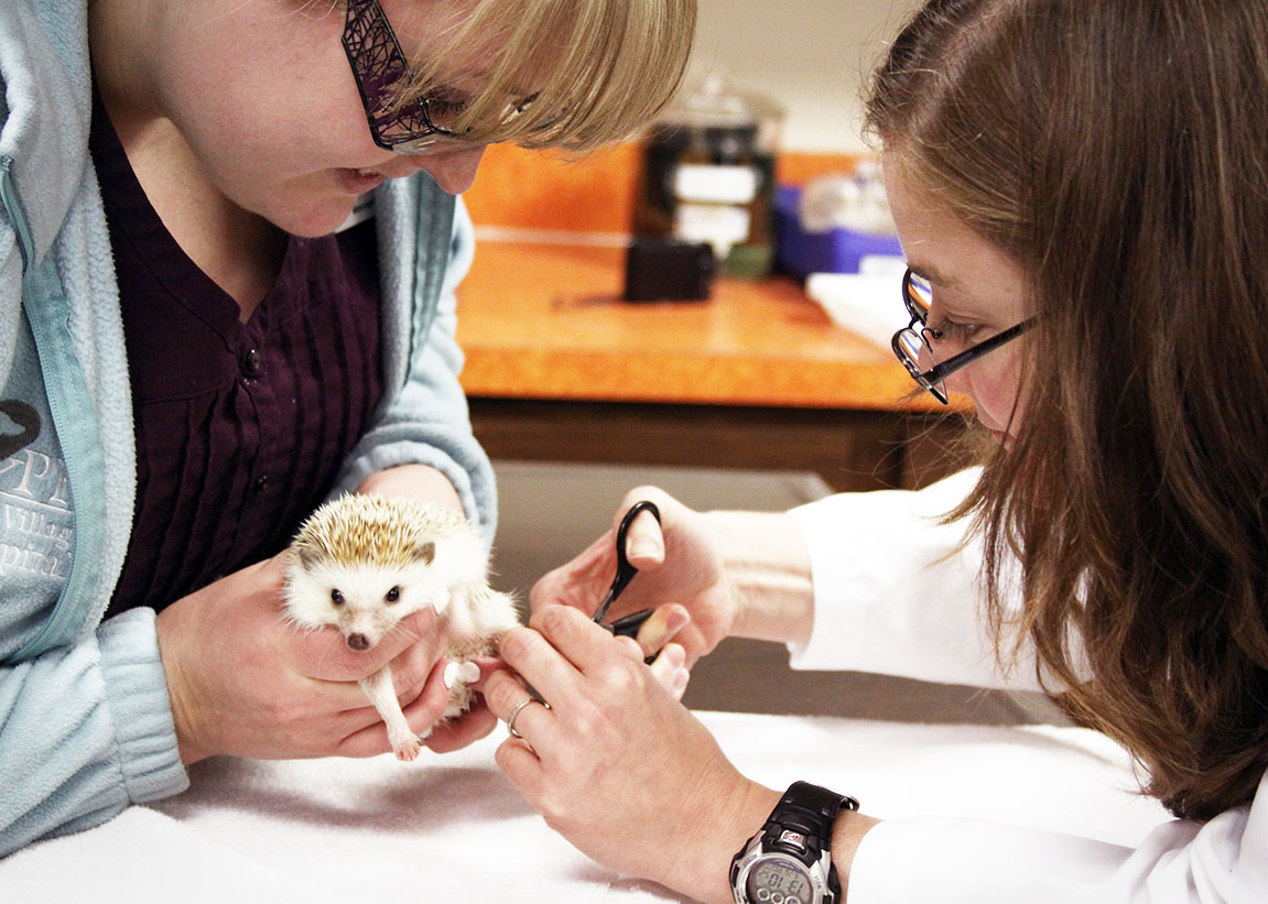 Carousel Slide 4: Glenwood Small Animal Veterinarian