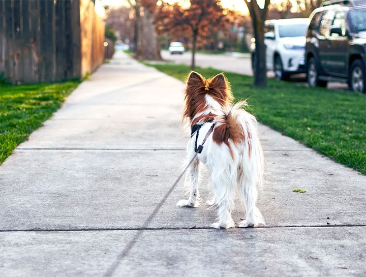 Diarrhea in Pets 7 Causes of Pet Diarrhea